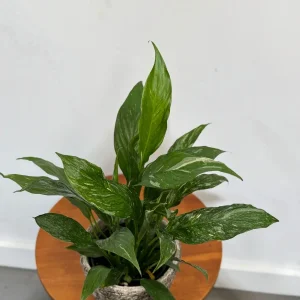 Variegated Peace Lily Live Plant - Spathiphyllum Domino - 4 inch Pot - Indoor Air Purifying - Image 3