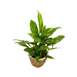 Variegated Peace Lily Live Plant - Spathiphyllum Domino - 4 inch Pot - Indoor - Image 4