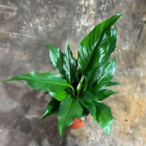 Variegated Peace Lily Spathiphyllum Domino Live Plant – Air Purifying Indoor Plant – 1-2 Feet Tall - Image 10
