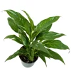 Variegated Peace Lily Spathiphyllum Domino Live Plant – Air Purifying Indoor Plant – 1-2 Feet Tall - Image 1
