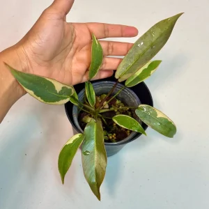 Variegated Philodendron Atabapoense Live Plant - Rare Collector's Aroid - Indoor - Image 1