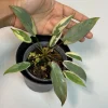 Variegated Philodendron Atabapoense Live Plant - Rare Aroid Collector's Houseplant - Image 1