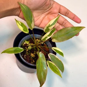 Variegated Philodendron Atabapoense Live Plant - Rare Aroid Collector's Houseplant - Image 2