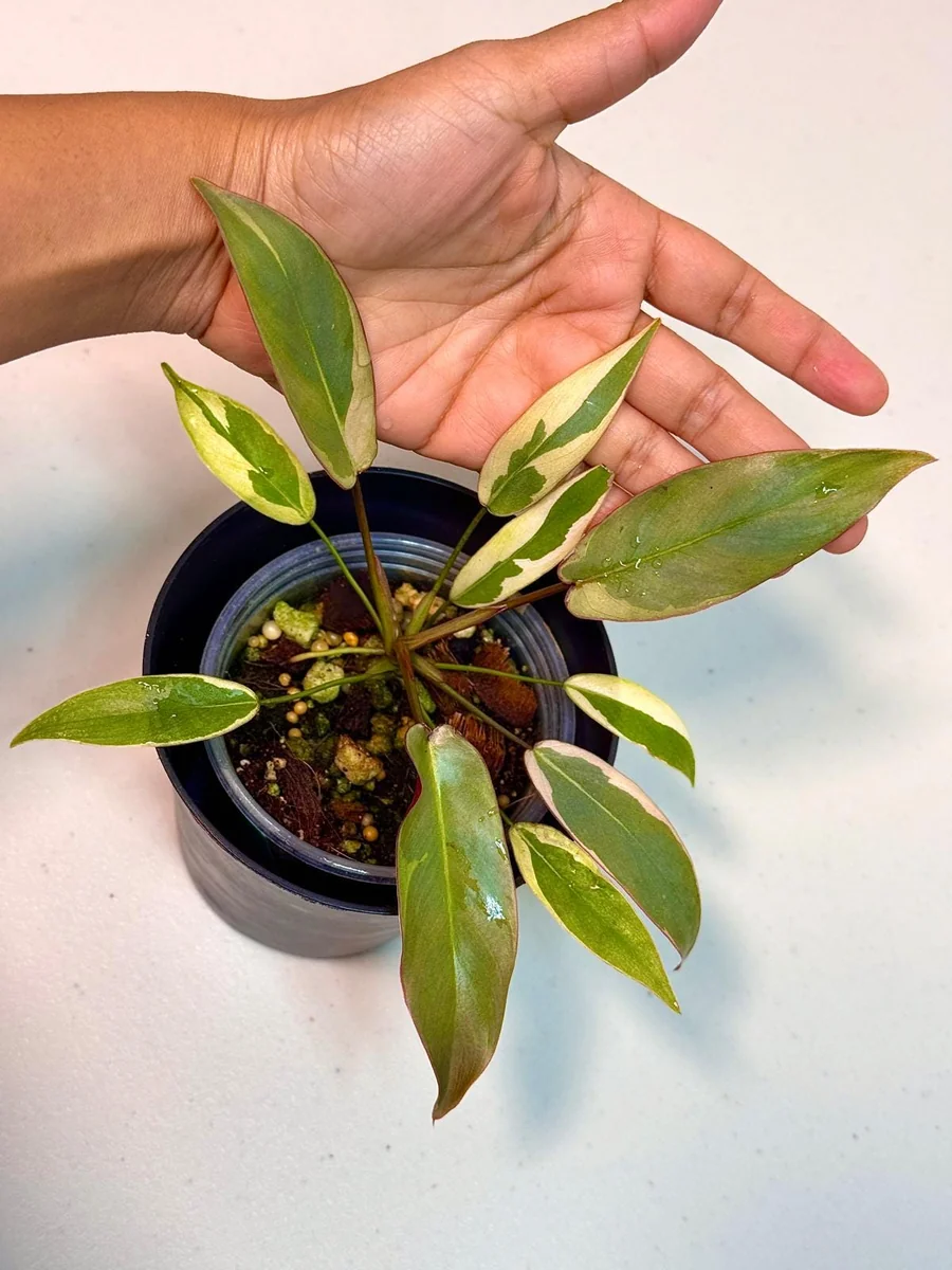 Variegated Philodendron Atabapoense Live Plant - Rare Aroid Collector's Houseplant - Image 2