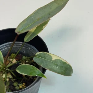 Variegated Philodendron Atabapoense Live Plant - Rare Collector's Aroid - Indoor - Image 3