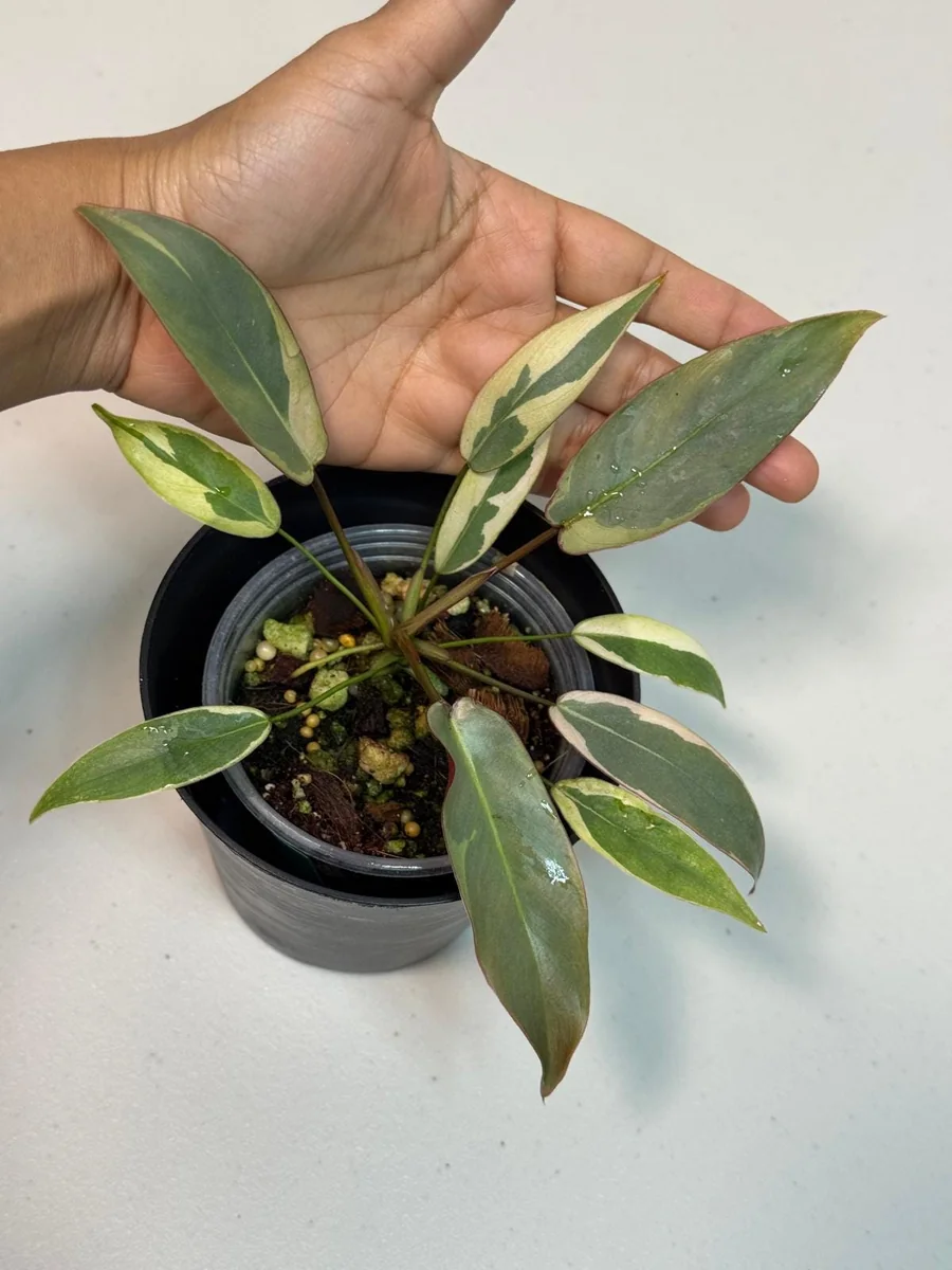 Variegated Philodendron Atabapoense Live Plant - Rare Aroid Collector's Houseplant - Image 1