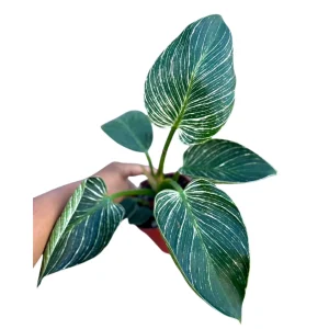 Variegated Philodendron Birkin Live Plant – 4 inch Nursery Pot – Indoor Houseplant - Image 2