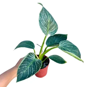 Variegated Philodendron Birkin Live Plant – 4 inch Nursery Pot – Indoor Houseplant - Image 3