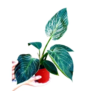 Variegated Philodendron Birkin Live Plant – 4 inch Nursery Pot – Indoor Houseplant - Image 1