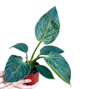 Variegated Philodendron Birkin Live Plant – 4 inch Nursery Pot – Indoor Houseplant - Image 4