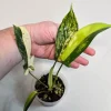 Variegated Philodendron Florida Beauty Live Plant - Rare Indoor Houseplant - Image 1