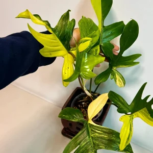 Variegated Philodendron Florida Beauty Live Plant - Rare Collector Houseplant - Image 2