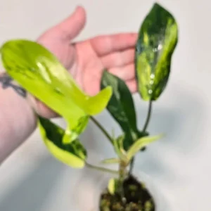Variegated Philodendron Florida Beauty Live Plant – Rare Indoor Houseplant - Image 2