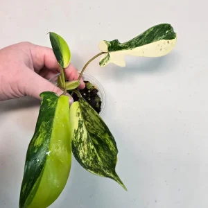 Variegated Philodendron Florida Beauty Live Plant - Rare Indoor Houseplant - Image 2