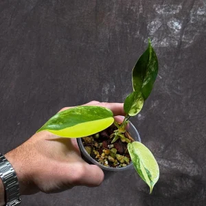 Variegated Philodendron Florida Beauty Live Plant - Rare Indoor Houseplant - Image 2