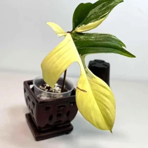 Variegated Philodendron Florida Beauty Live Plant - Rare Aroid Houseplant - Image 2