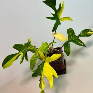 Variegated Philodendron Florida Beauty Live Plant - Rare Collector Houseplant - Image 3