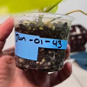 Variegated Philodendron Florida Beauty Live Plant - Rare Indoor Houseplant - Image 3