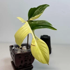 Variegated Philodendron Florida Beauty Live Plant - Rare Aroid Houseplant - Image 4