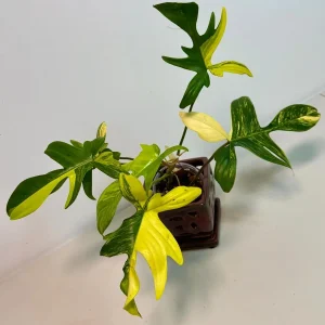 Variegated Philodendron Florida Beauty Live Plant - Rare Collector Houseplant - Image 5