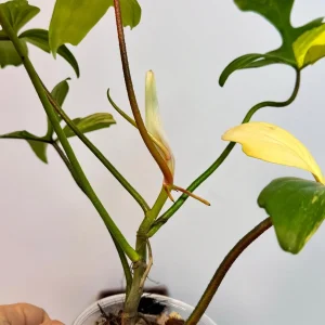 Variegated Philodendron Florida Beauty Live Plant - Rare Collector Houseplant - Image 7