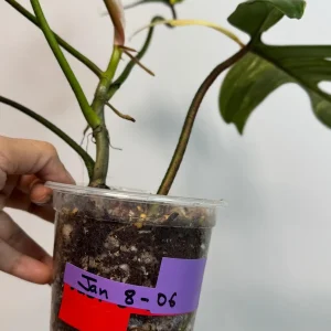 Variegated Philodendron Florida Beauty Live Plant - Rare Collector Houseplant - Image 8