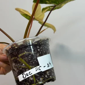 Variegated Philodendron Florida Beauty x Billietiae Live Plant - Rare Tropical Hybrid - Image 5