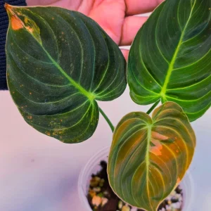 Variegated Philodendron Melanochrysum Live Plant - Rare Aroid Houseplant - Image 3