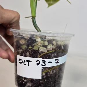 Variegated Philodendron Melanochrysum Live Plant - Rare Aroid Houseplant - Image 5