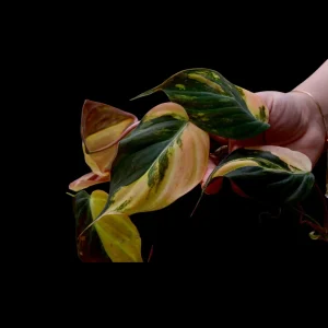 Variegated Philodendron Mican Aurea Cuttings - Live Plant - Easy Care Indoor - Image 2