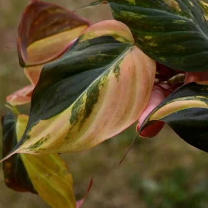 Variegated Philodendron Mican Aurea Cuttings - Live Plant - Easy Care Indoor - Image 4