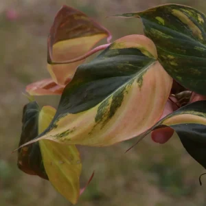 Variegated Philodendron Mican Aurea Cuttings - Live Plant - Easy Care Indoor - Image 5