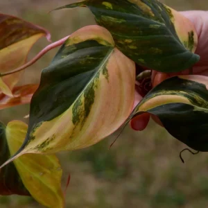 Variegated Philodendron Mican Aurea Cuttings - Live Plant - Easy Care Indoor - Image 6