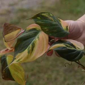 Variegated Philodendron Mican Aurea Cuttings - Live Plant - Easy Care Indoor - Image 8