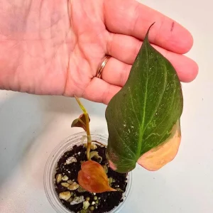 Variegated Philodendron Mican Aurea Live Plant - Rare Collector Houseplant in Nursery Pot - Image 1