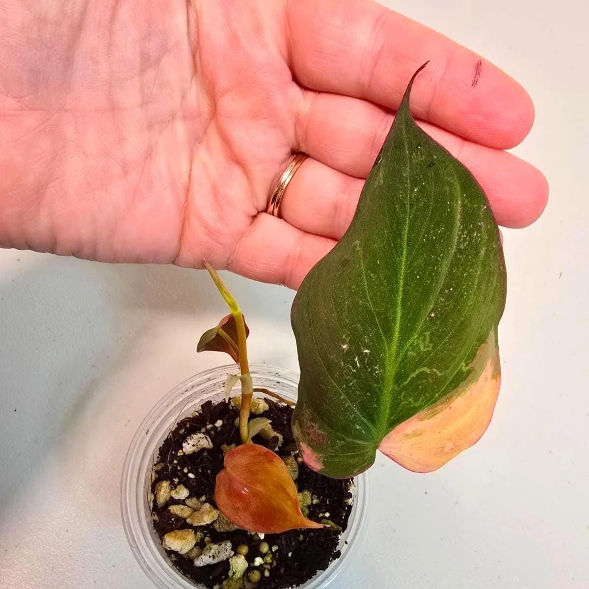 Variegated Philodendron Mican Aurea Live Plant - Rare Collector Houseplant in Nursery Pot - Image 1