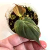Variegated Philodendron Mican Aurea Live Plant - Rare Collector Houseplant in Nursery Pot - Image 1