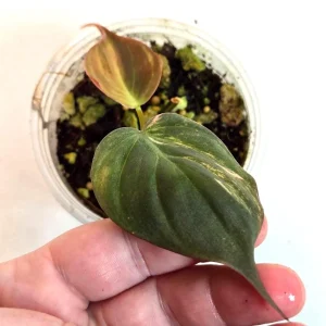 Variegated Philodendron Mican Aurea Live Plant - Rare Collector Houseplant in Nursery Pot - Image 1