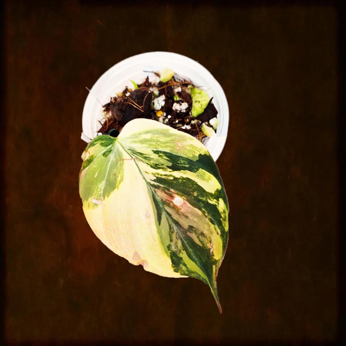 Variegated Philodendron Mican Aurea Live Plant - Rare Collector Plant in Nursery Pot - Image 1