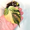 Variegated Philodendron Mican Aurea Live Plant - Rare Collector's Houseplant - Image 1