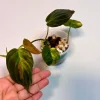 Variegated Philodendron Mican Aurea Live Plant - Rare Collector Houseplant in Nursery Pot - Image 1