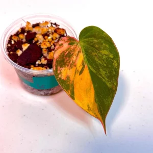 Variegated Philodendron Mican Aurea Live Plant - Rare Collector's Houseplant - Image 1