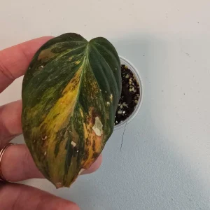 Variegated Philodendron Mican Aurea Live Plant - Rare Collector Plant in Nursery Pot - Image 1