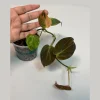 Variegated Philodendron Mican Aurea Live Plant - Rare Collector's Houseplant - Image 1