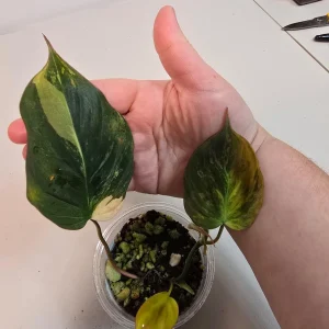Variegated Philodendron Mican Aurea Live Plant - Rare Houseplant in Nursery Pot - Image 2