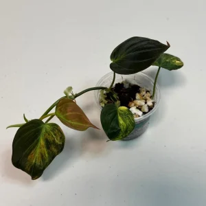 Variegated Philodendron Mican Aurea Live Plant - Rare Collector Houseplant in Nursery Pot - Image 2