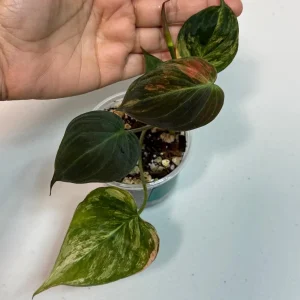 Variegated Philodendron Mican Aurea Live Plant - Rare Collector Plant in Nursery Pot - Image 2