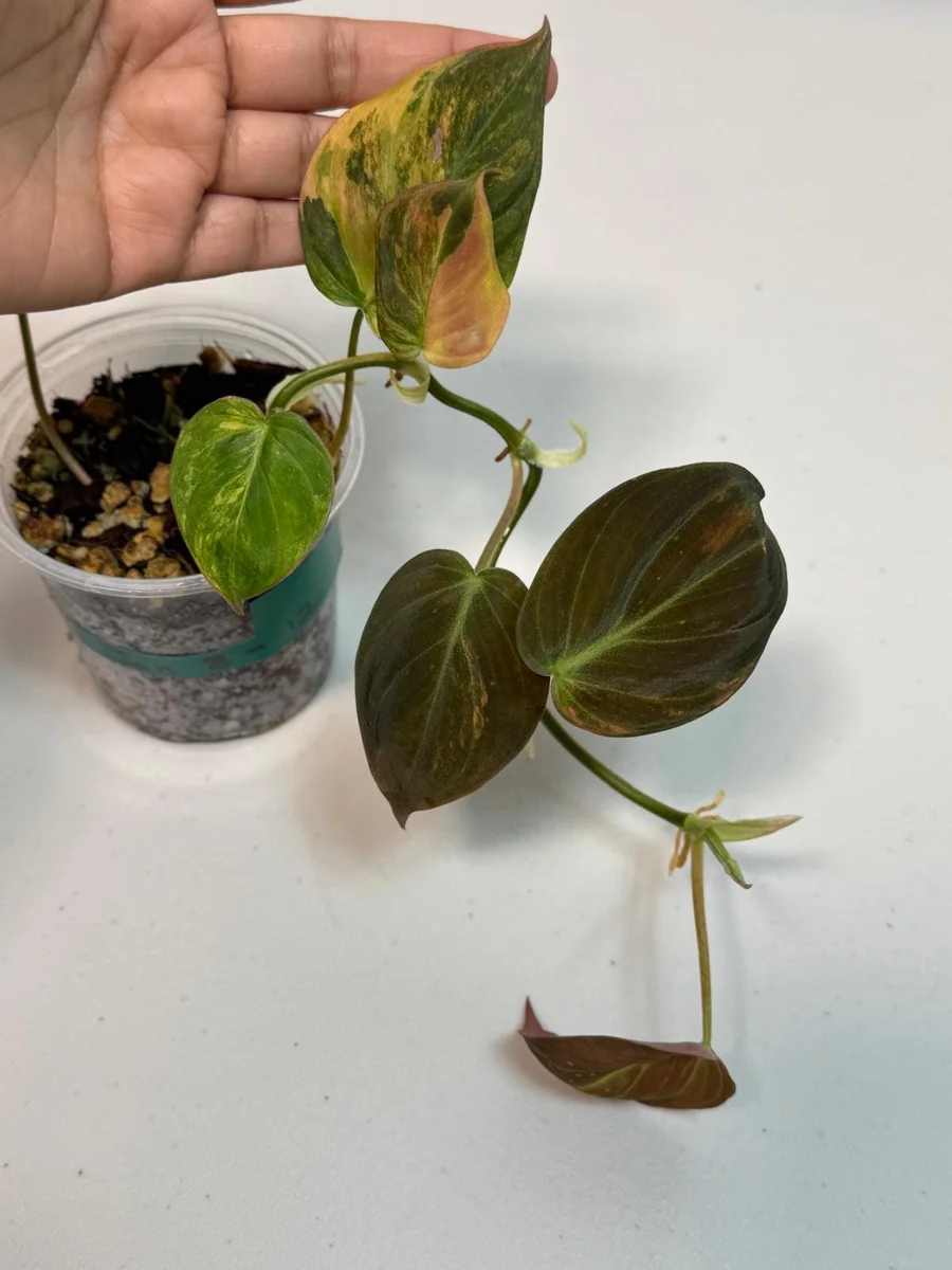 Variegated Philodendron Mican Aurea Live Plant - Rare Collector Philodendron - Potted Houseplant - Image 2