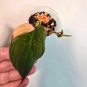 Variegated Philodendron Mican Aurea Live Plant - Rare Collector Houseplant in Nursery Pot - Image 2