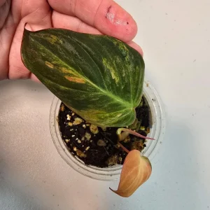 Variegated Philodendron Mican Aurea Live Plant – Rare Collector Houseplant in Nursery Pot - Image 2